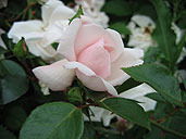 Людмила Щербина