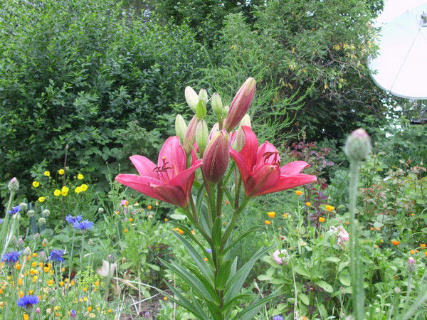 Светлана Лисицына