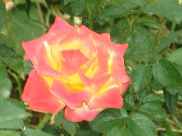 Рисалят Марупова