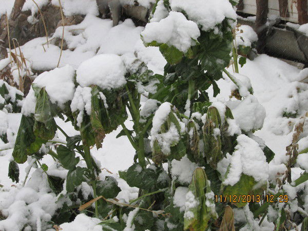 Валентин Те