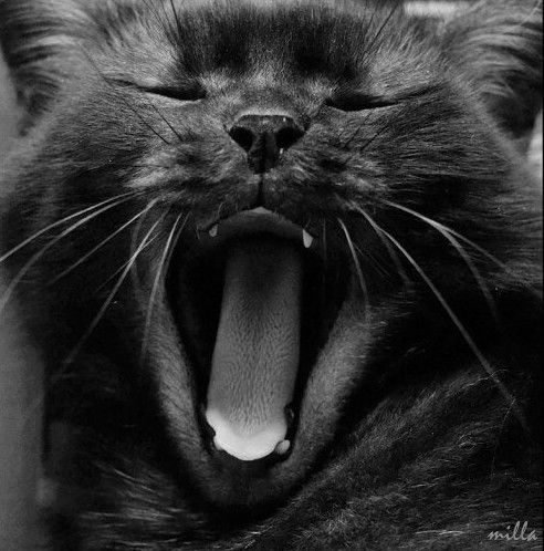 Шандор Сопранно