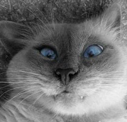 Алeксeй Вaсилeнко