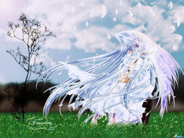 Лилия Белая