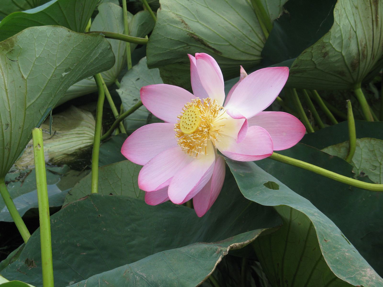 Елена Калгина