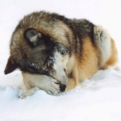 Иван Соколов