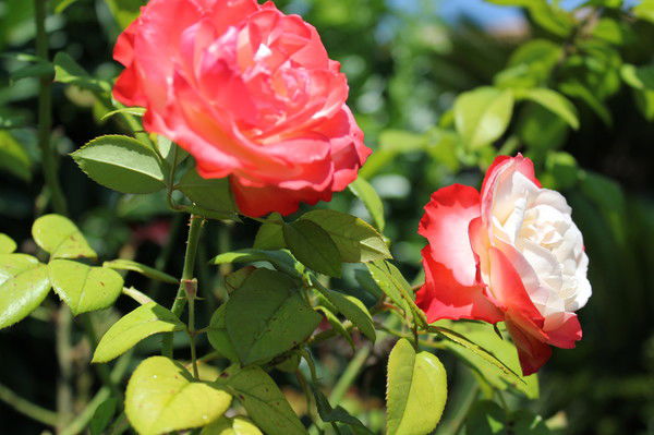 Наталья Буртасова