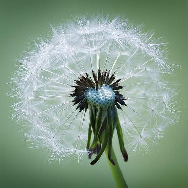 Ирина Черкасова