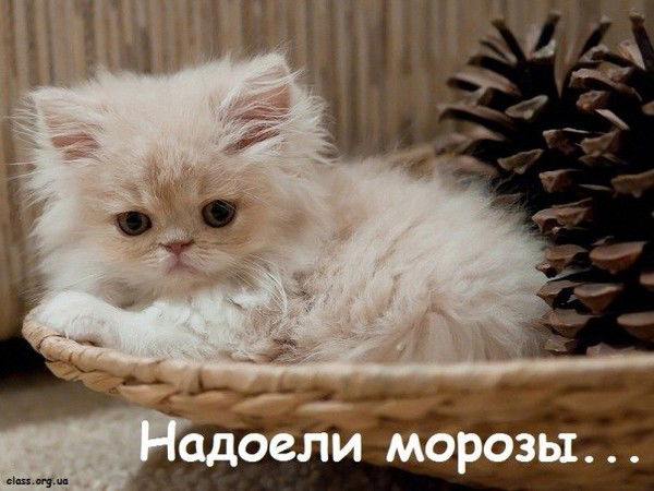 Николай Неизвестный