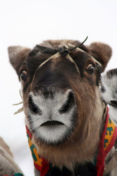 Сергей Гуржий