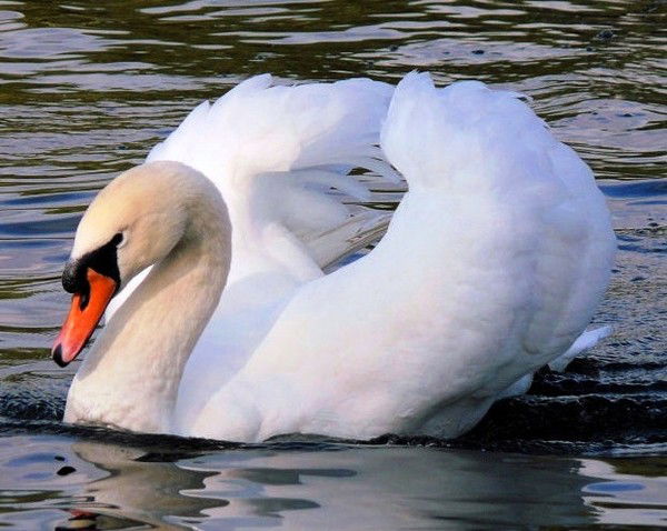 Лиза Устимова