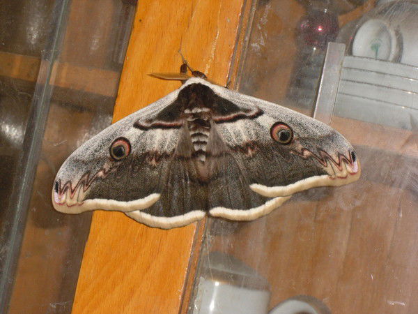 Евгений Логачев