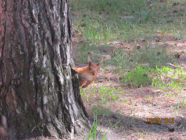 Светлана Кулик