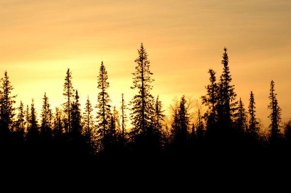 Димас Бараковский