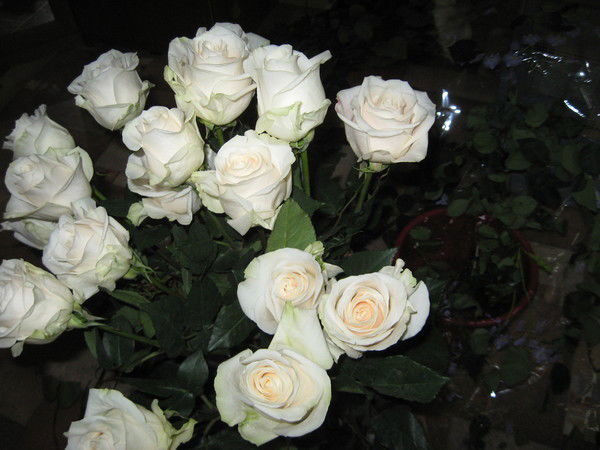 Наиля Насыбуллина