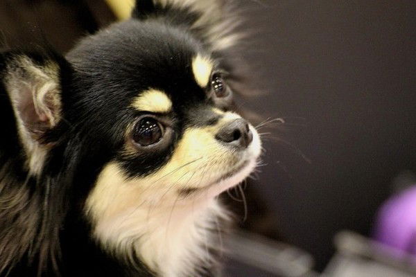 Ирина Перетокина