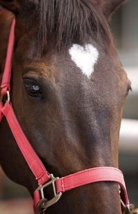 Юля Антонова