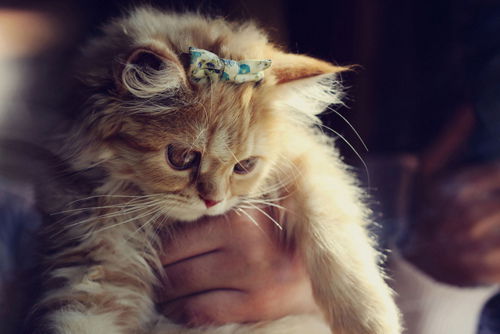 Елена Трофимова