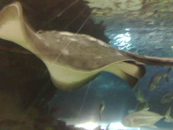 Дильмурат Ахтемов