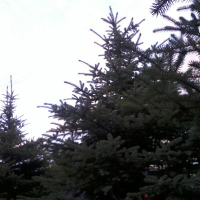 Елизавета Астахова