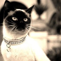 Настя Мойсеенко