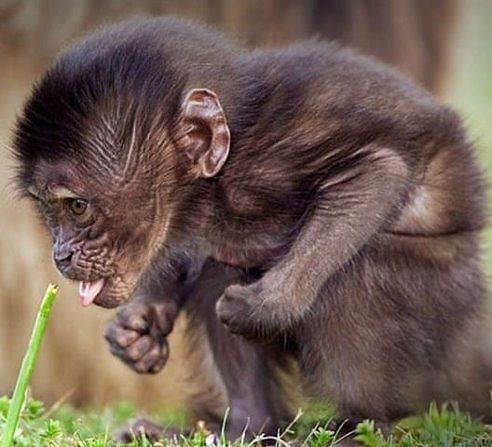 Нестор Махно