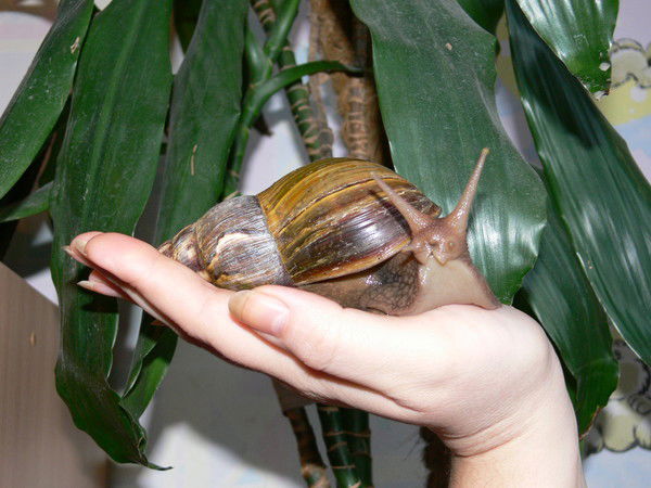 Глуховской Сергей