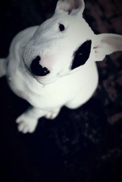 Серый Сергеев