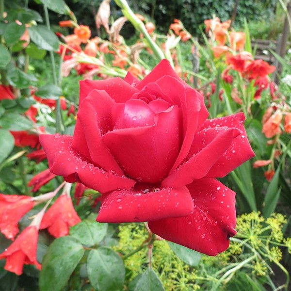 Ляззат Наби