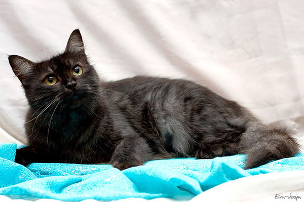 Ира Морозова