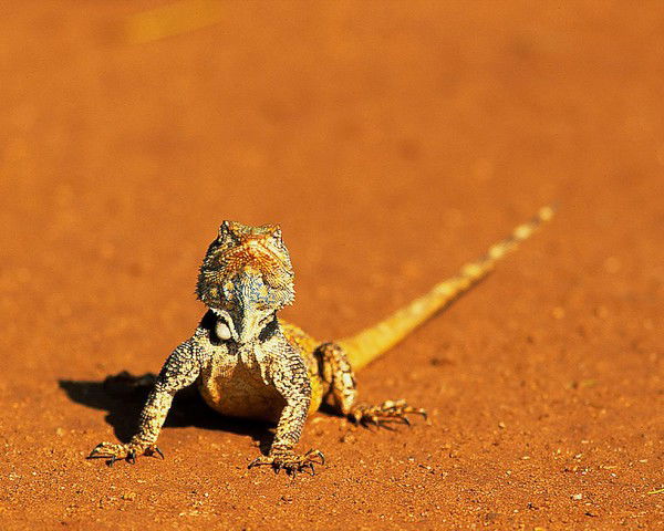 Влад Кожевников