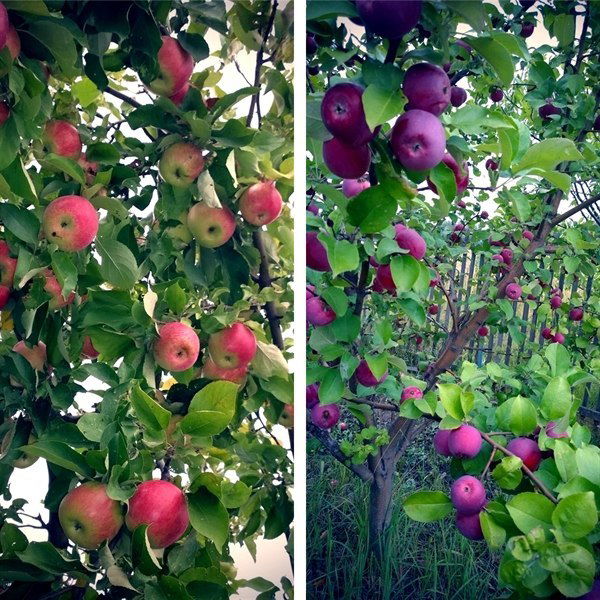 Елена Чистякова