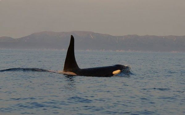 Роман Салов