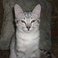 Данил Ионин