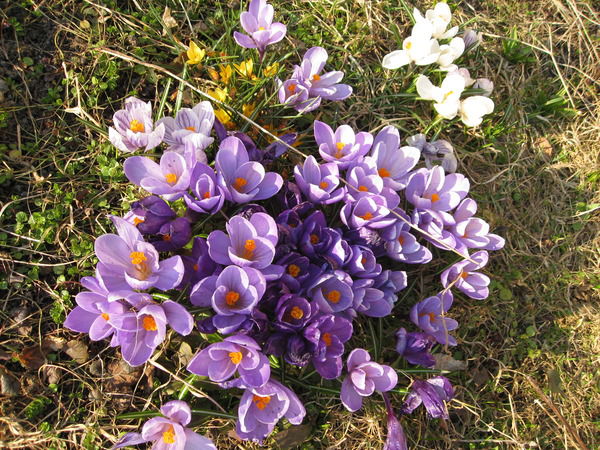 Кира Кухарева