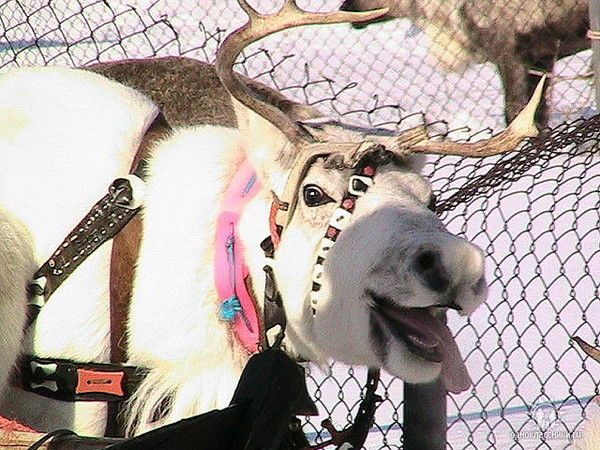 Семён Семёнов