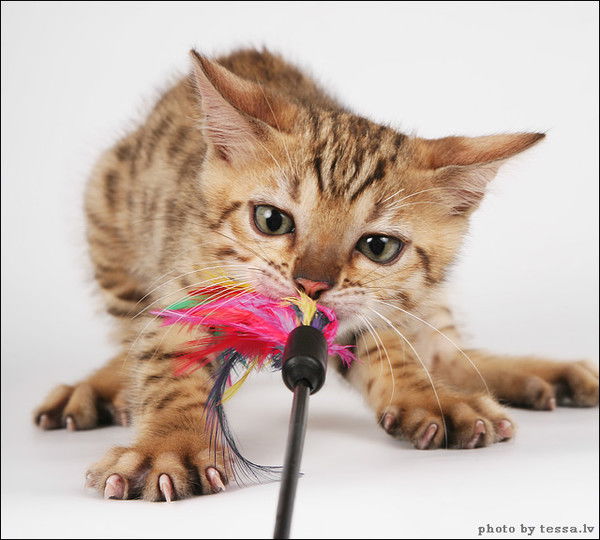 Екатерина Томашевич