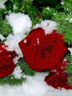 Зулфия Гаибовна