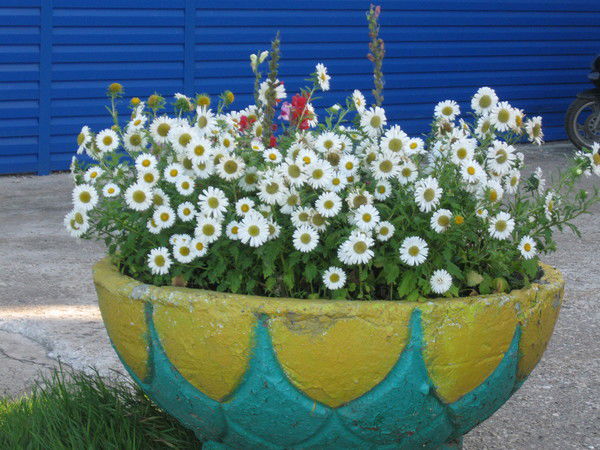 Елена Олькова