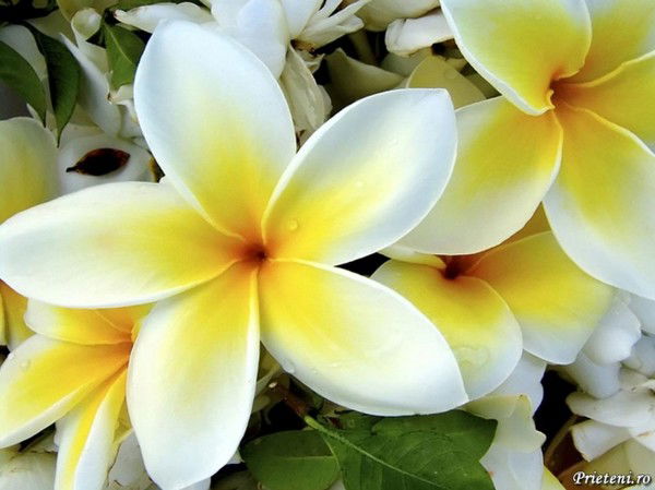 Гульназ Басырова