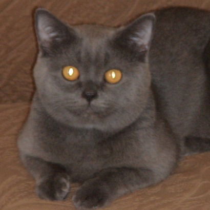 Светлана Стельмак