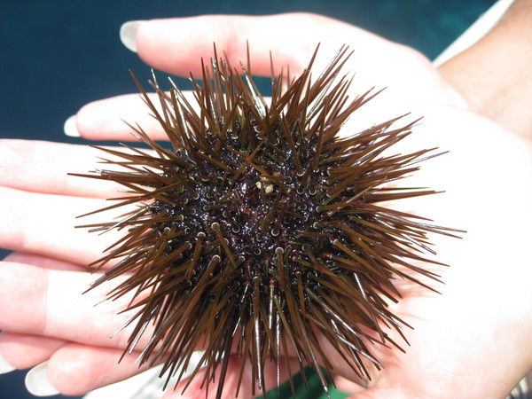 Алина Федорова