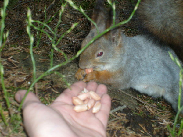 Ирина Вершинина