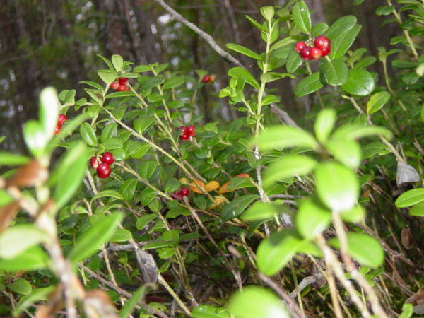 Галина Давыдова