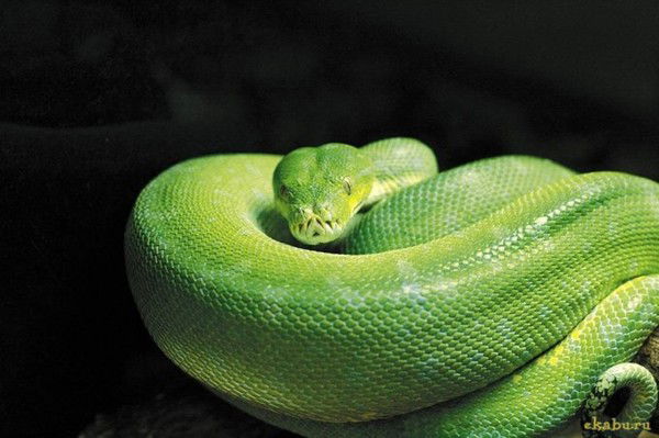 Анна Сафонова