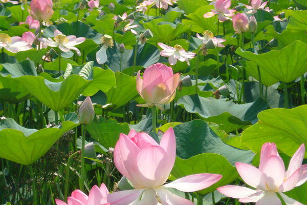 Елена Храмова