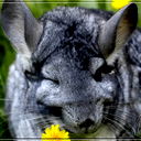 Таня Каракой