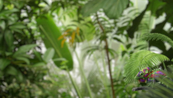 Фадис Тимершин