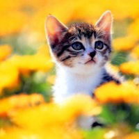 Алина Тюлькова