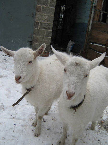 Ирина Тептева