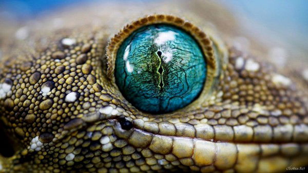 Наталья Петрашковская